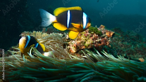 Yellow, grey and white fish swimming in deep water