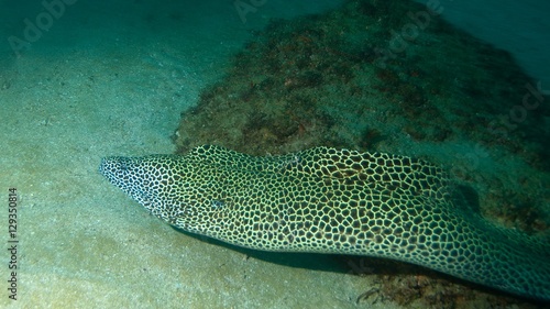 A spotted eel on the sea floor