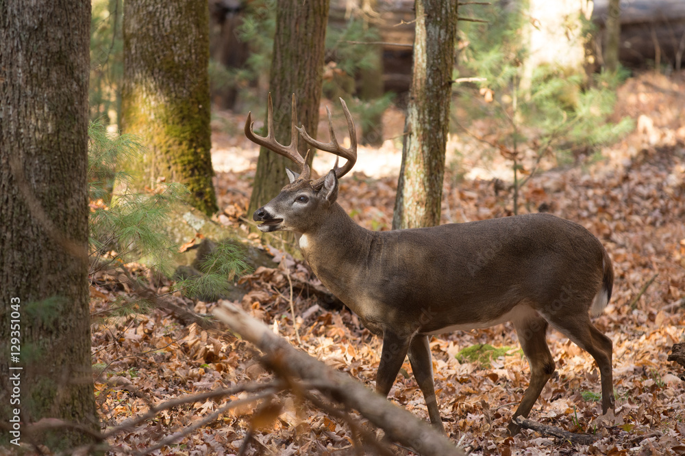 Large white-tailed deer buck in woods Large white-tailed deer buck in woods
