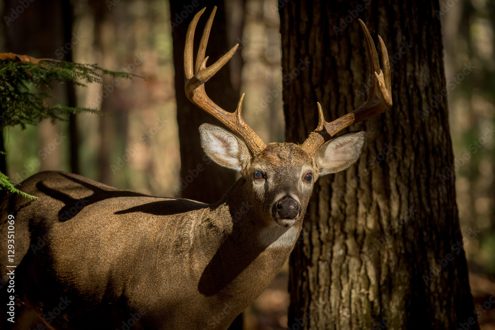 Obraz premium Large white-tailed deer buck in woods