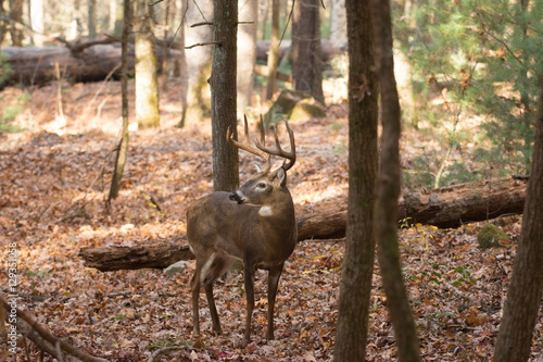 Large white-tailed deer buck in woods © Tony Campbell