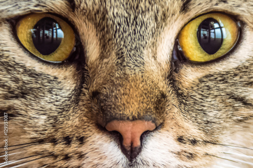Focus shot of a cat's green eyes