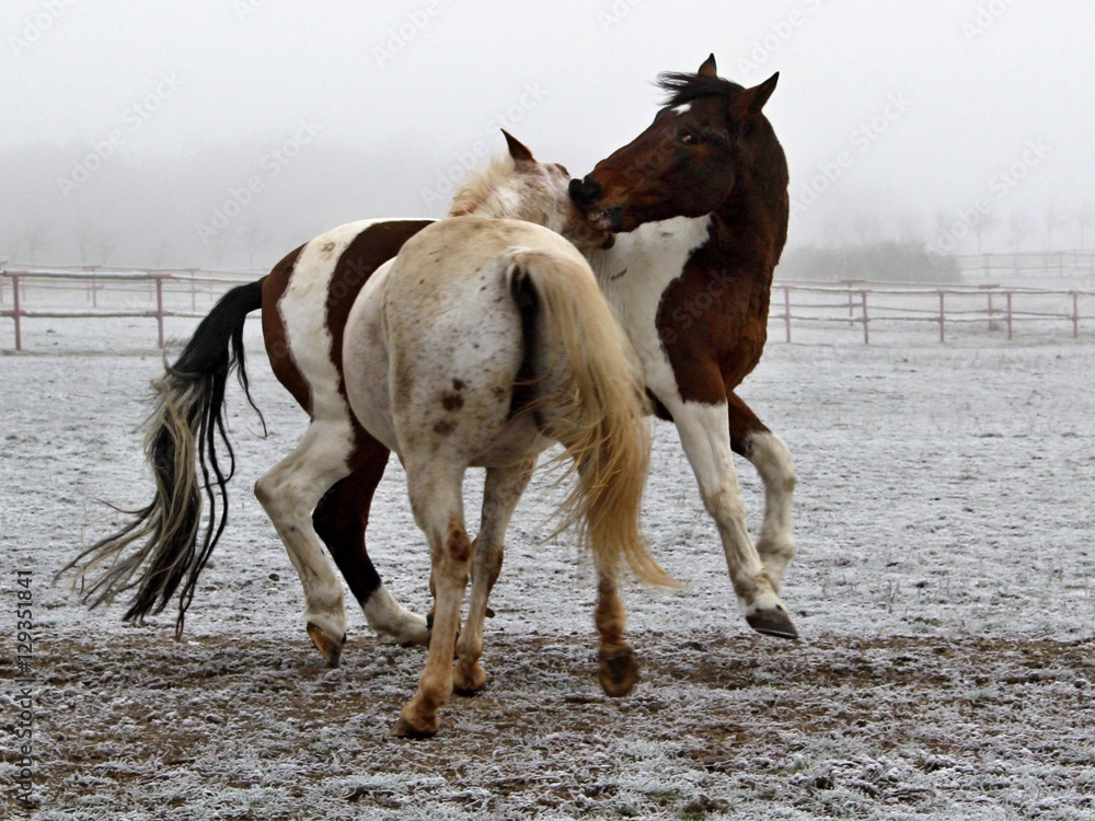 Horses play fighting in a pasture Horses play fighting in a pasture