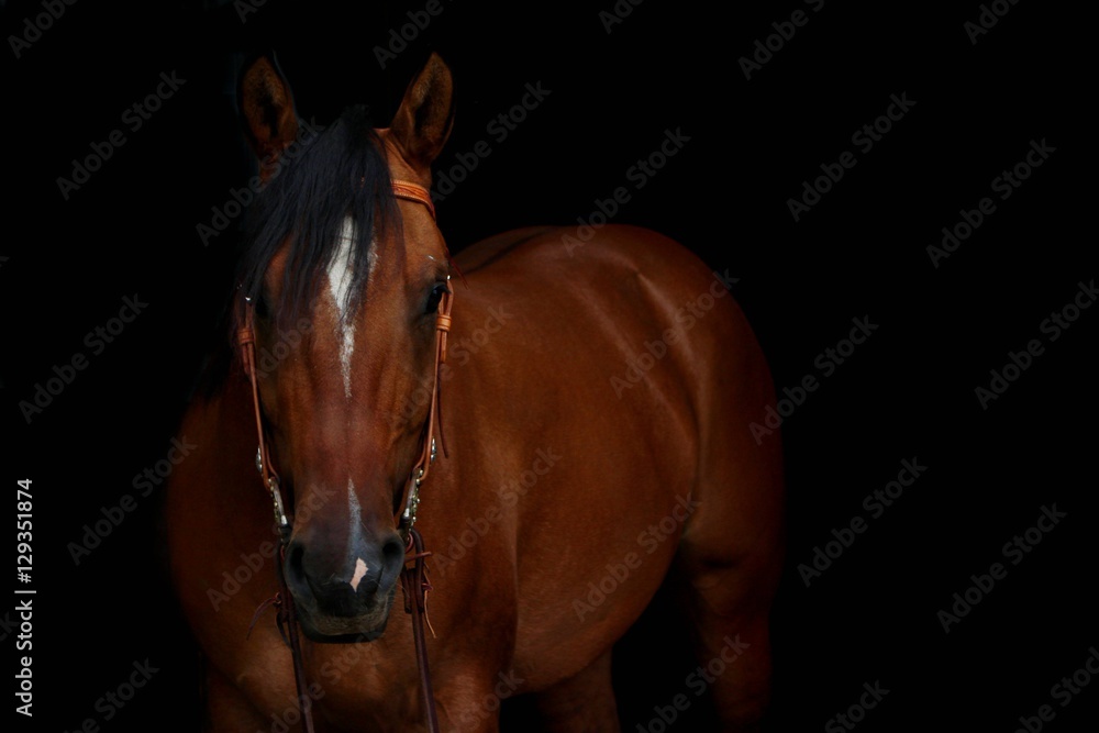 Fototapeta premium The front profile of a reddish-brown horse with a white blaze on its forehead