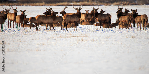 Elk Herd.