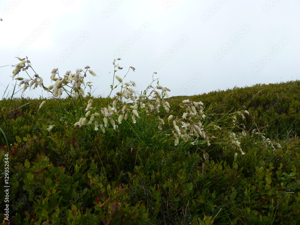 White flowers on a rainy and misty meadow. Foggy mountains meadow. Beautiful landscape rainy clouds moody weather colors scenic background. Bieszczady mountains, Poland White flowers on a rainy and misty meadow. Foggy mountains meadow. Beautiful landscape rainy clouds moody weather colors scenic background. Bieszczady mountains, Poland