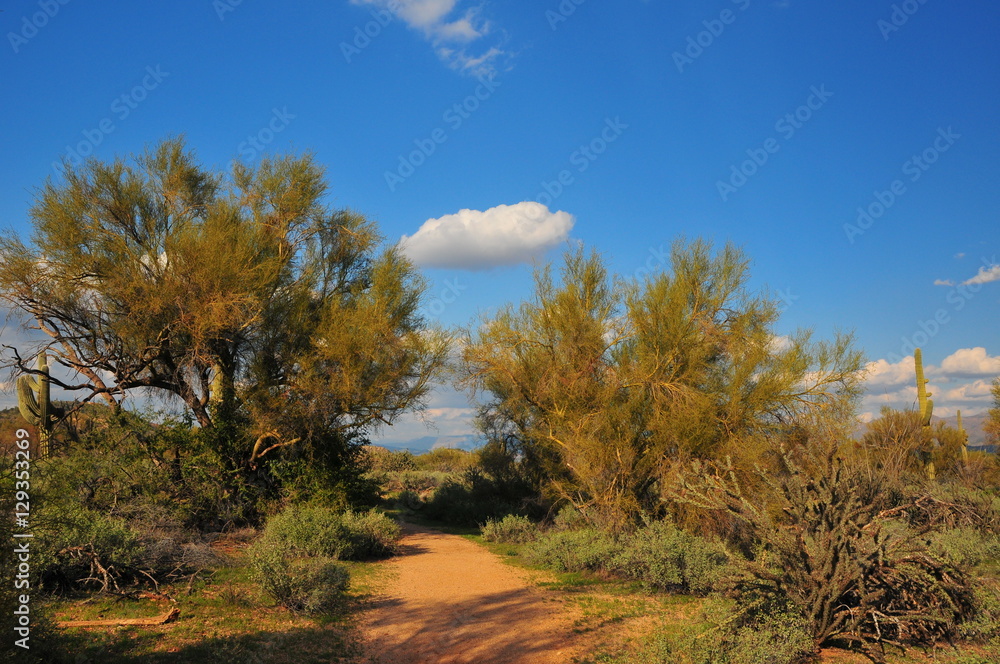 Desert Vistas Desert Vistas