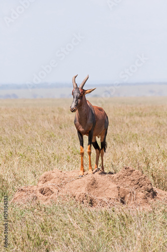 Topi antelope stands on clay heap in savanna plain against cloudy sky and distant mountain view background. Serengeti National Park, Great Rift Valley, Tanzania, Africa. 