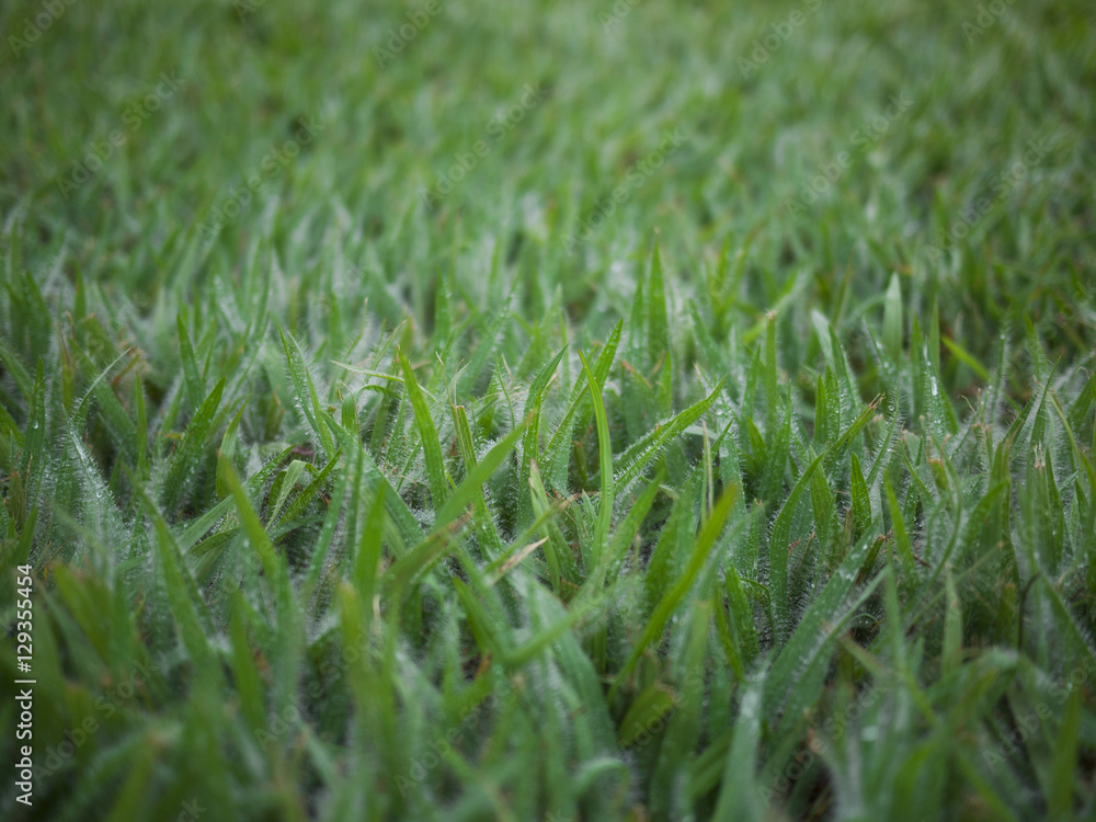 Fototapeta premium Grass