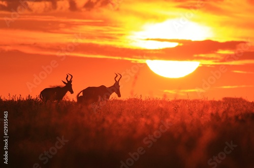 Red Hartebeest - African Wildlife Background - Towards the Sun