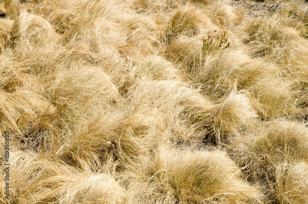 Yellow grass of mountain meadow in the fall Yellow grass of mountain meadow in the fall