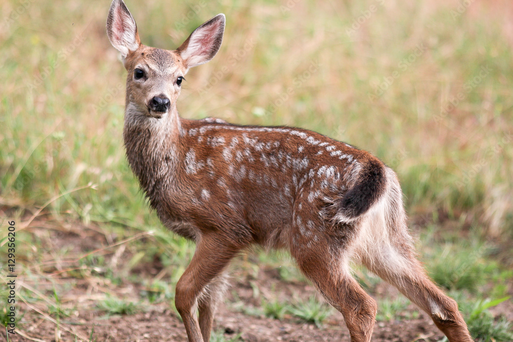 Deer fawn