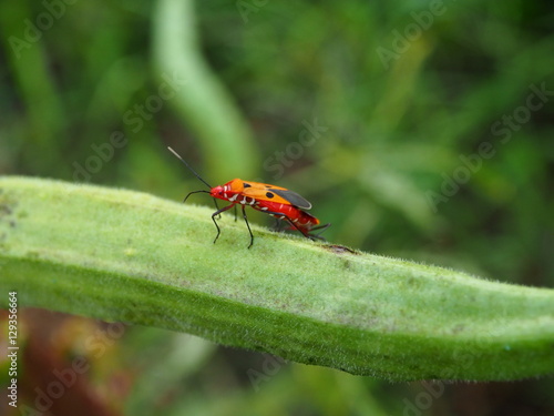 Pest insects  on roselle fruit. © Walker one
