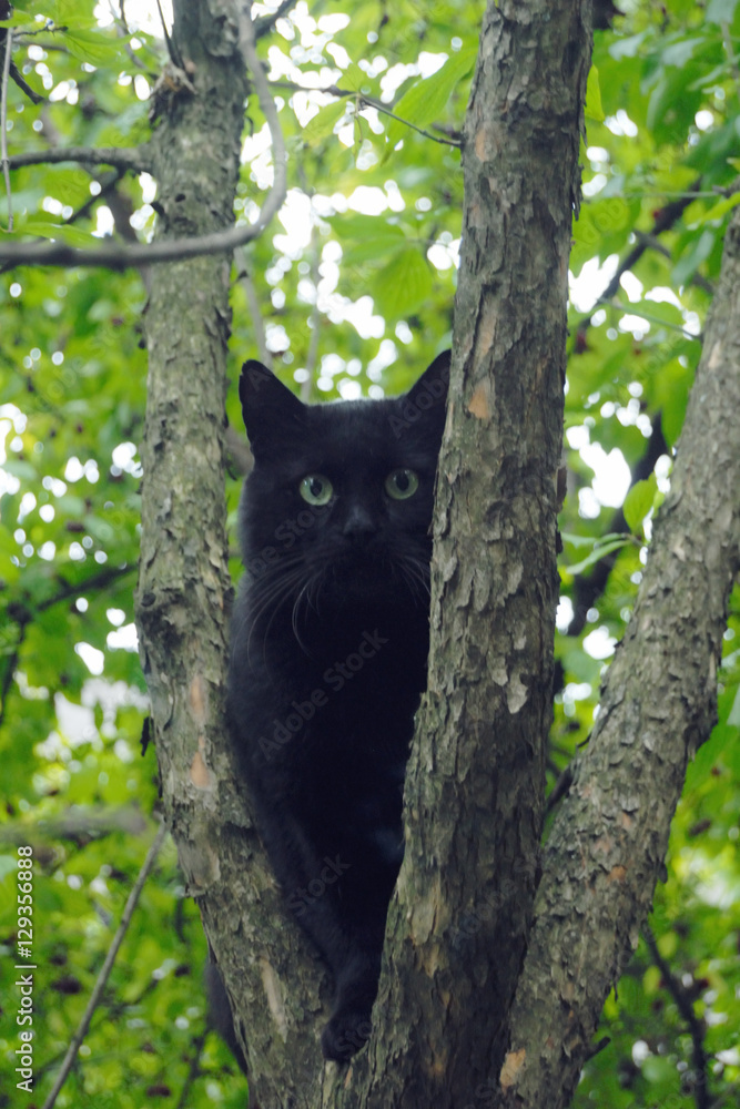 Black cat on the tree