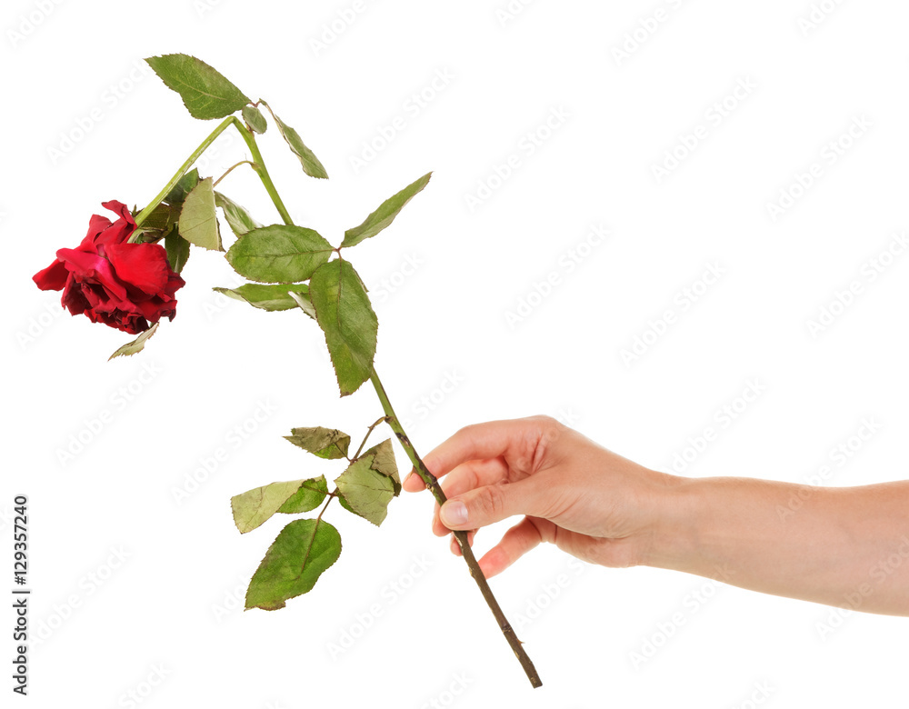 Faded broken red rose in her hand isolated on white Stock Photo | Adobe ...