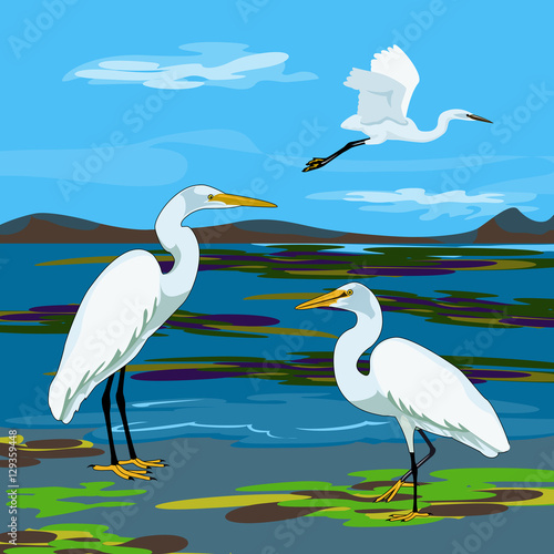 Great egret (great white heron)