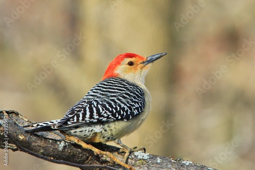 Red-bellied Woodpecker - Colorful Wild Bird Background - Exotic Nature