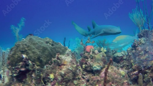 Wallpaper Mural Nurse Shark on a Tropical Coral Reef Torontodigital.ca