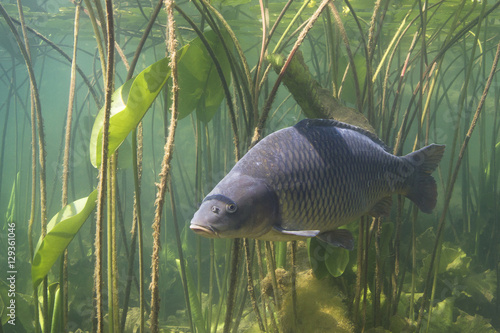 Cuadro en lienzo Freshwater fish carp (Cyprinus carpio) in the beautiful clean pound