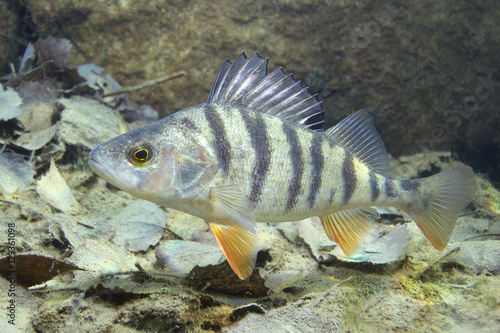 Freshwater fish perch (perca fluviatilis) in the beautiful clean pound. Underwater shot in the lake. Wild life animal. Perch in the nature habitat with nice background. Live in the lake