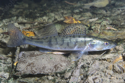 Freshwater fish pike perch (Sander lucioperca) in the beautiful clean pound. Underwater shot in the lake. Wild life animal. Pike perch in the nature habitat with nice background. Live in the lake.