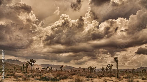 Obraz Joshua Tree Desert Storm