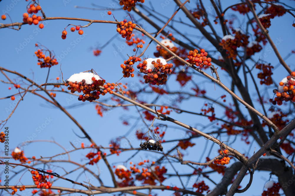 red ashberry with snow on blue sky red ashberry with snow on blue sky