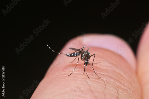 Tiger mosquito (Aedes albopictus) ready for bite human skin
 photo