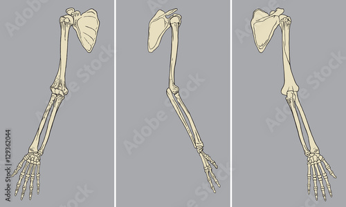 Human Arm Skeletal Anatomy Pack