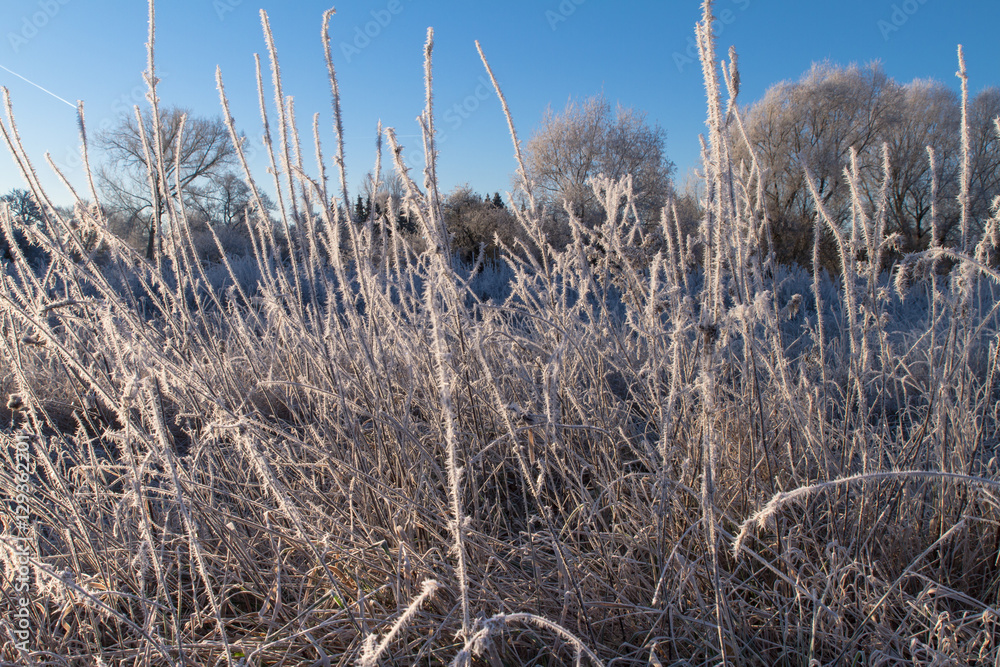 Obraz premium Early Morning Ice Crystals On Grass Krefeld