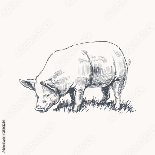 Hand Drawn Sketch Pig Vector illustration photo