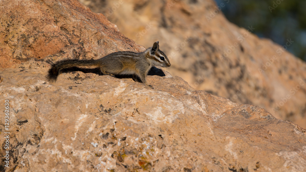 Closeup of american squirrel on the rock Closeup of american squirrel on the rock