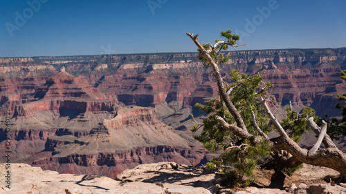 Small tree in the summer midday in the Grand Canyon, Arizona, USA