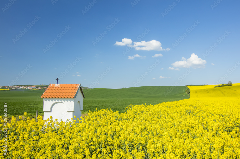 yellow rapeseed field and white chapel under sky