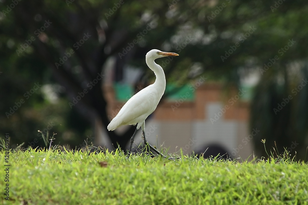 Fototapeta premium EGRET ON GRASS