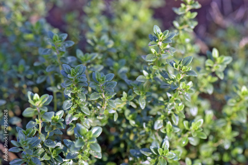 Thyme  cultivation