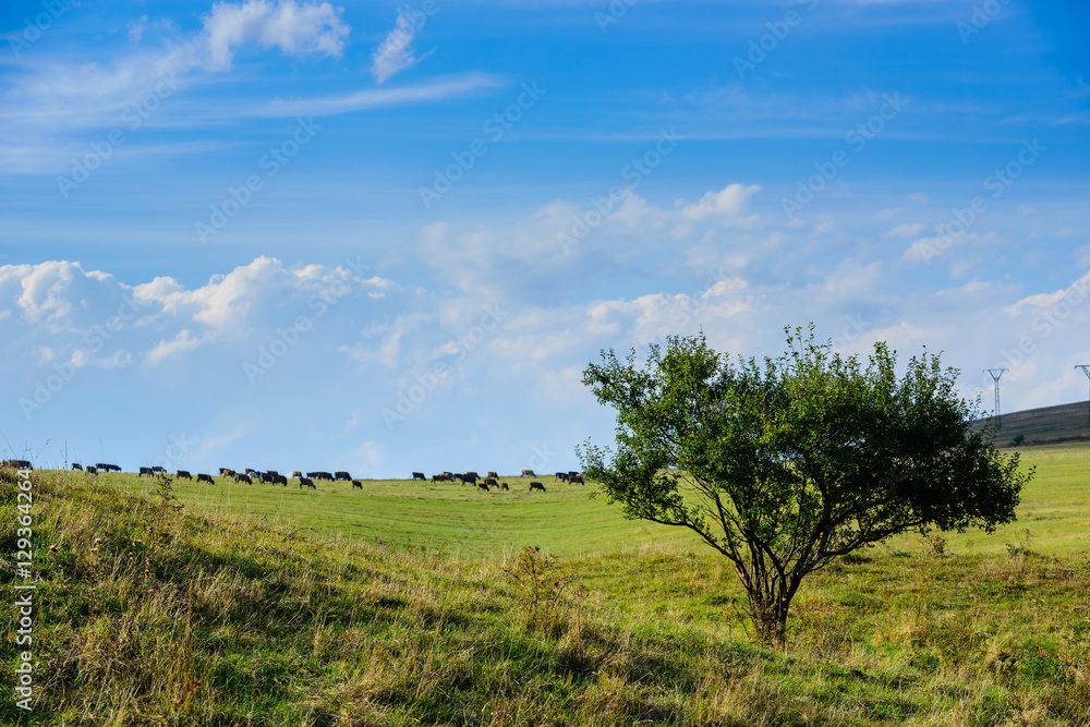 Amazing scene with alone tree, mountain slope and grazing cows, Armenia