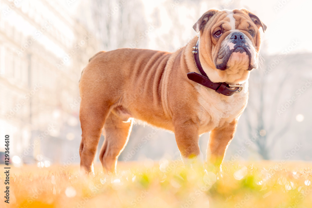 English bulldog pup posing in the park