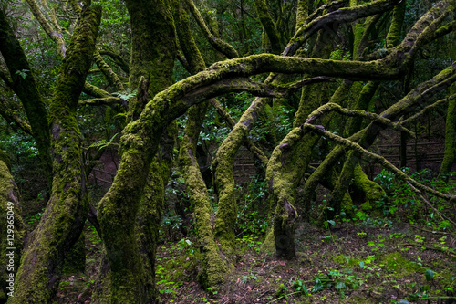 Forest at Garajonay National Park, La Gomera, Canary Islands, Spain