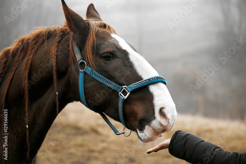 Close up of feeding a brown horse with hands