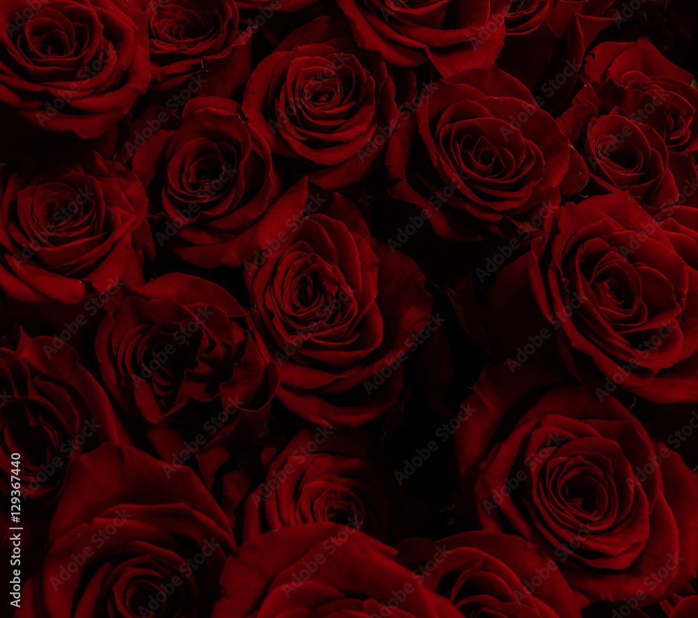 gorgeous red roses background. gorgeous red roses background.