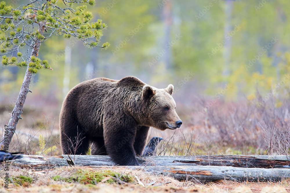 Fototapeta premium Brown bear in the taiga