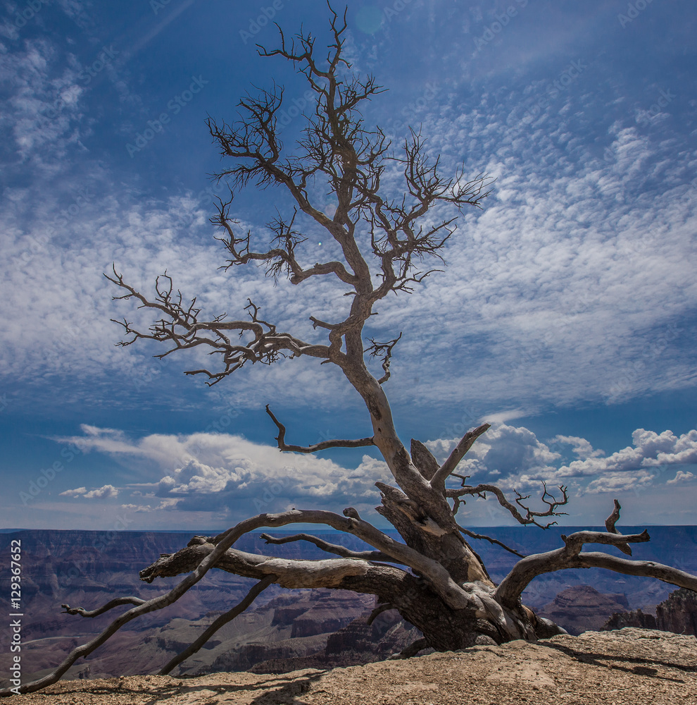Dead Tree Dead Tree