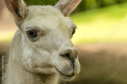 Portrait of Lama guanicoe