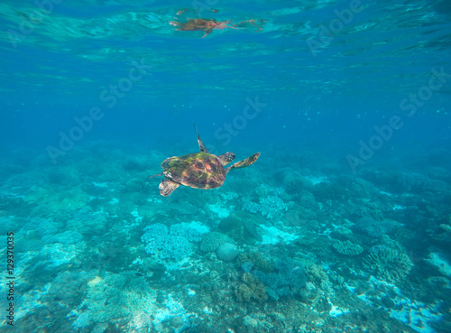 Sea turtle in blue water of tropical lagoon. Green turtle swimming underwater close photo.