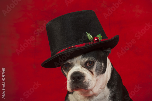 Boston terrier dog with Christmas disguise in front of red backdrop © robitaillee