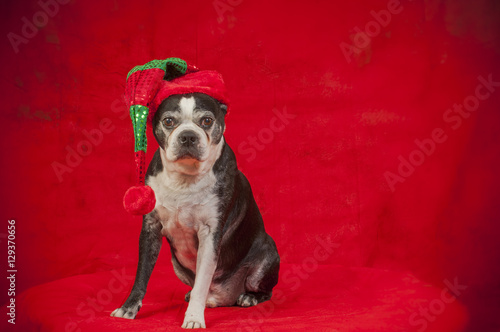 Boston terrier dog with Christmas disguise in front of red backdrop © robitaillee
