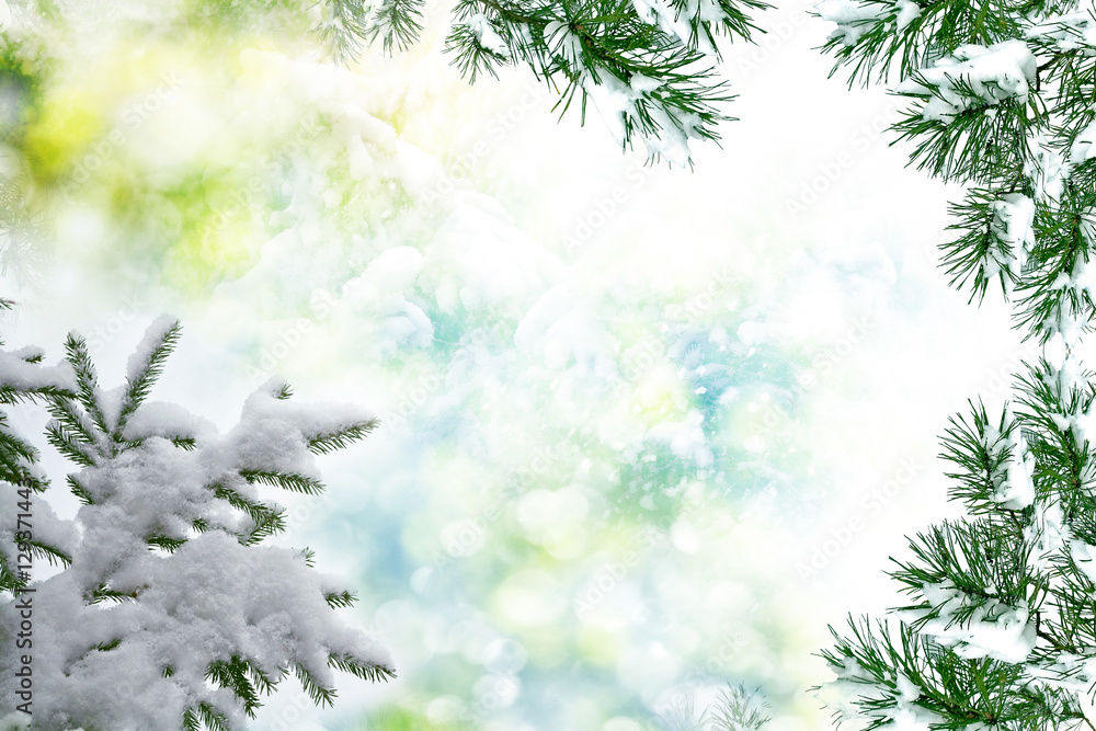 forest in the frost. Winter landscape. Snow covered trees. forest in the frost. Winter landscape. Snow covered trees.