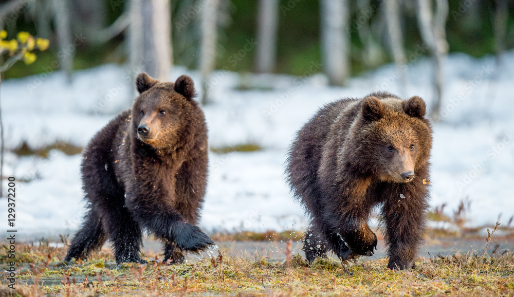 The cubs of wild brown bear (Ursus arctos) in a summer forest. Springtime in the forest