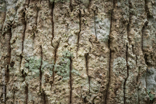 Macrolichen growing on tree trunk